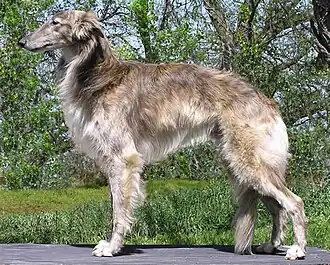 Silken windhound
