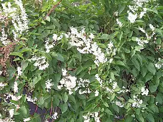 Chinese bruidssluier