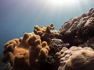 Sarcophyton ehrenbergi