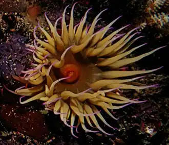 Pseudactinia flagellifera