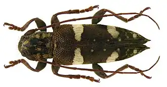 Falsepilysta bifasciata