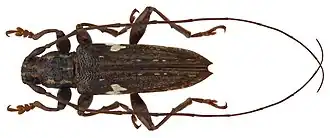 Falsepilysta laterimaculata