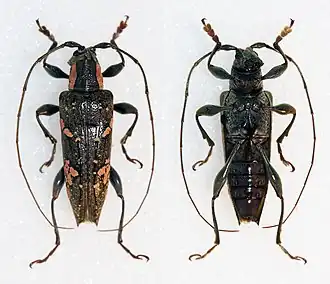 Falsepilysta olivacea