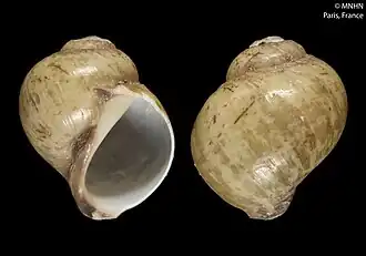 Falsilunatia nigromaculata