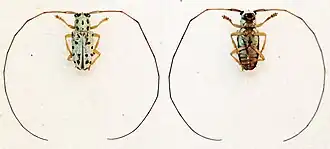 Graciella epipleuralis