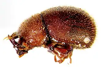 Falsocis brasiliensis