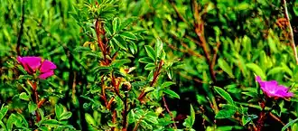 Close-up van planten in het natuurpark