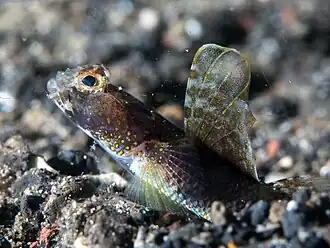 Tomiyamichthys latruncularius