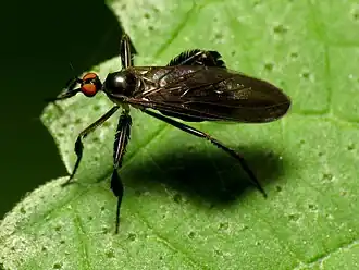 Rhamphomyia longicauda