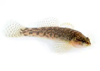 Etheostoma flabellare