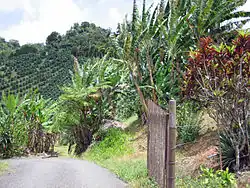 Plantage in Adjuntas