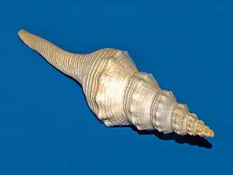 Aristofusus excavatus