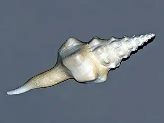 Cyrtulus undatus