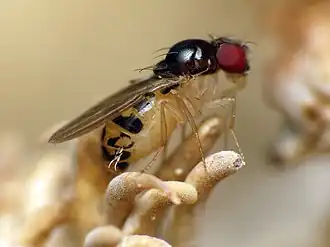 Mycodrosophila claytonae