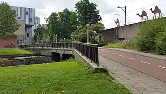 Drie dromedarissen (augustus 2019)