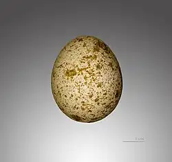 Ei van een torenvalk