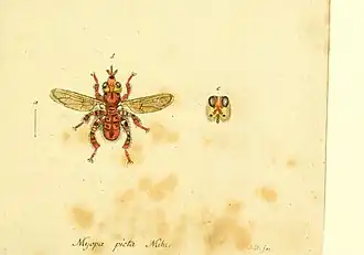 Myopa picta