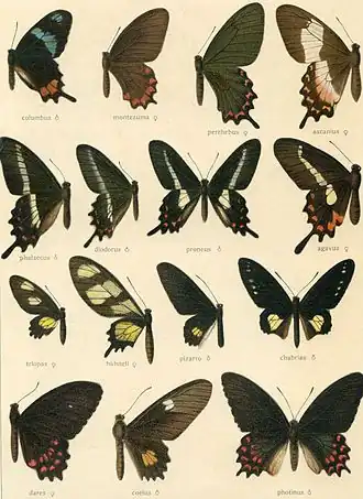 Parides vercingetorix