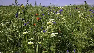 Close-up van een bloeiende faunarand