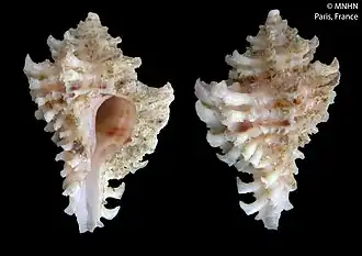 Favartia (Murexiella) macgintyi