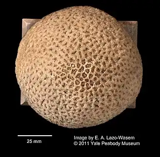 Mussismilia leptophylla