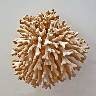 Echinopora fruticulosa