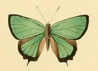 Favonius taxila