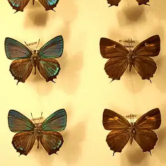 Favonius ultramarina