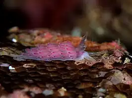 Favorinus perfoliatus