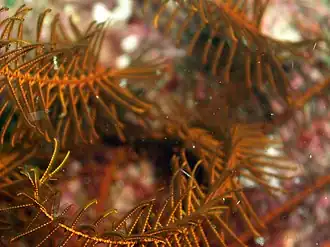 Comaster multifidus