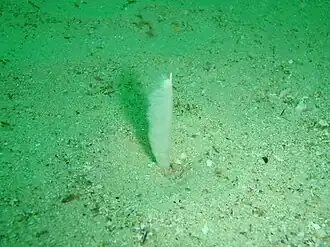 Virgularia schultzei