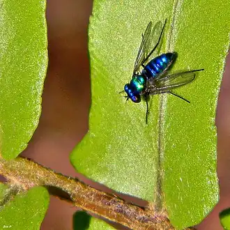 Condylostylus mundus