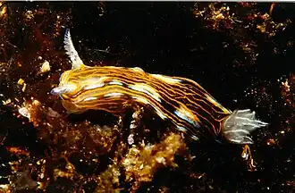 Felimare villafranca