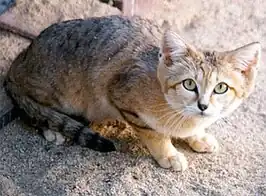 Woestijnkat (Felis margarita)