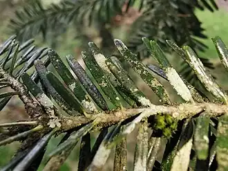 Twijgdruppelkorst-associatie