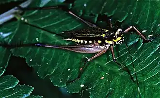 Nisitrus sumatrensis