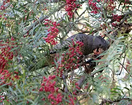 Deze Helmkaketoe eet vruchten in een boom (Callocephalon fimbriatum)