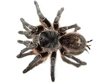 Grammostola vachoni