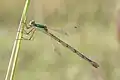 Zwervende pantserjuffer (Lestes barbarus) ♀