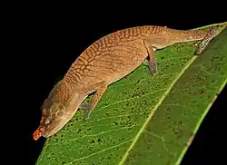 Vrouwtje in het Vohimanareservaat