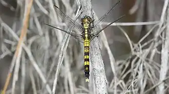 Orthetrum boumiera
