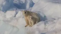 Een moederijsbeer met haar jong