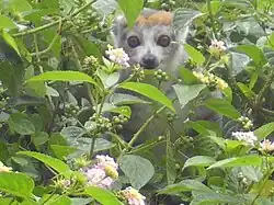 Kroonmaki (vrouwtje)