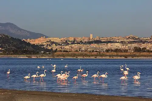 Regionaal Park Molentargius–Saline (Cagliari op achtergrond)