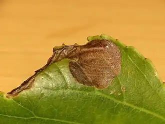 Fenusella glaucopis
