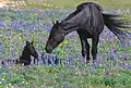 Pryor Mountain mustang