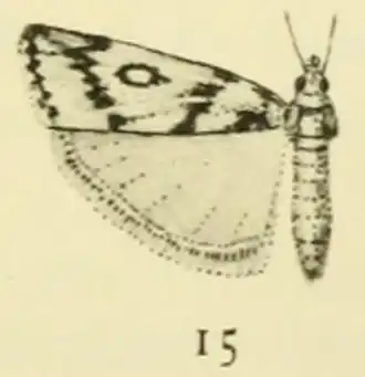 Fernandocrambus annulata