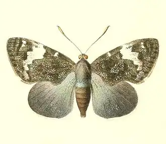 Feschaeria amycus