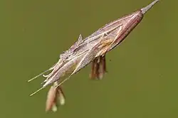 Bloeiend aartje van roodzwenkgras