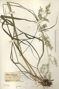 Herbarium exemplaar
